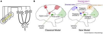 The thalamus in psychosis spectrum disorder